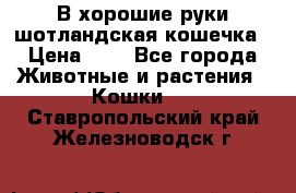 В хорошие руки шотландская кошечка › Цена ­ 7 - Все города Животные и растения » Кошки   . Ставропольский край,Железноводск г.